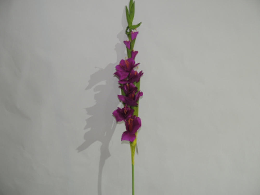 大剑兰 90cm 紫?1787603745