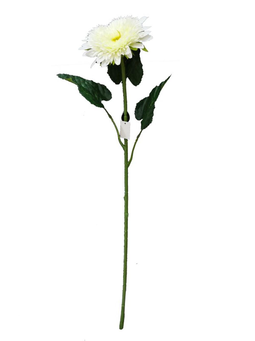 非洲菊 白 90cm _ Gerbera blanco 90cm?1787620335