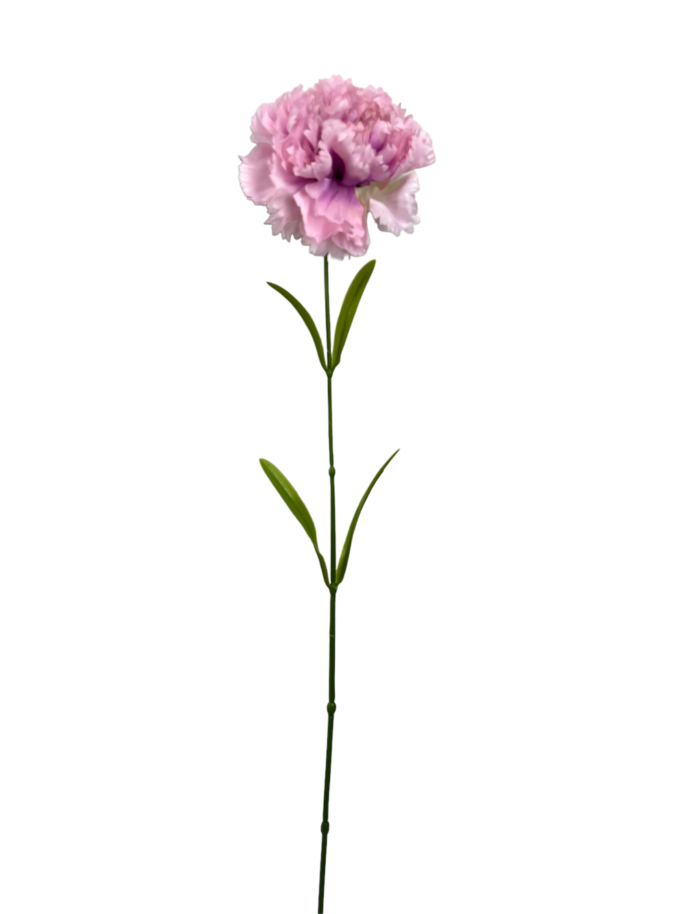 Flor larga 60CM CLAVEL Color Rosa?1787635372
