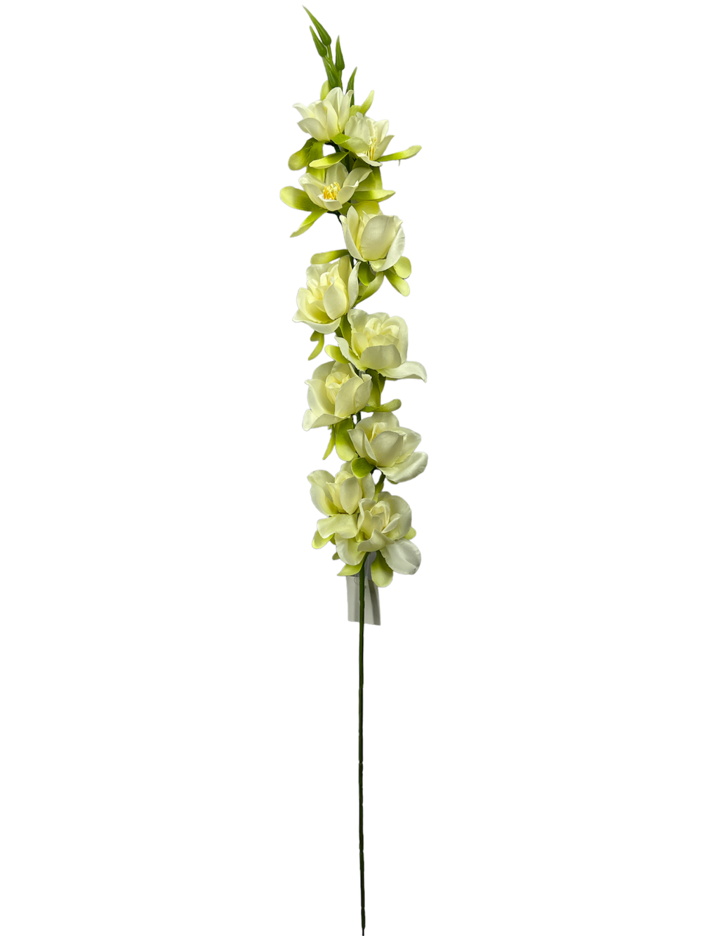 For larga 76CM JACINTO/HIACINTO Color Beige?1787602056