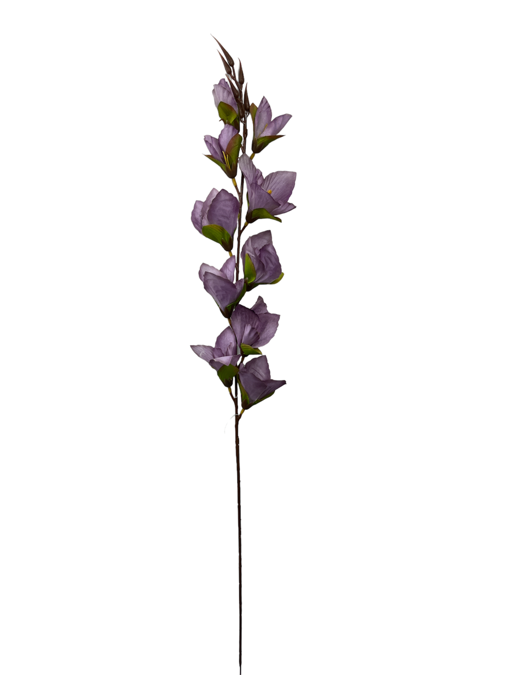 Flor larga XXCM GLADIOLO Color Lila?1787597736