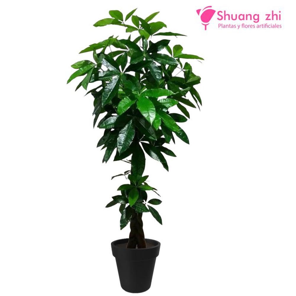 Plantas