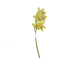 五头惠兰 65cm 黄绿