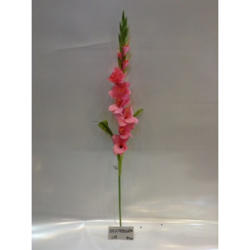 大剑兰 90cm 粉
