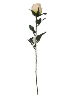Rosa Larga xxcm color champan