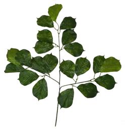Hoja verde