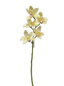 Flor larga XX cm color beige