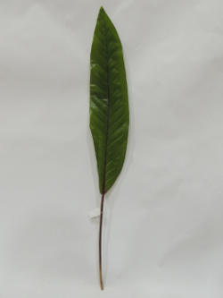Hoja de planta 75cm color verde ref 9644