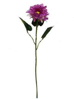 非洲菊 紫 90cm _ Gerbera violeta 90cm