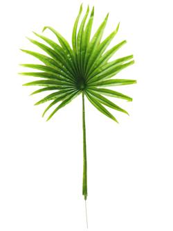 Planta color verde claro 60cm ref 5683_2