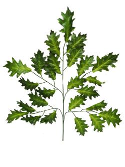 Rama hoja xxcm