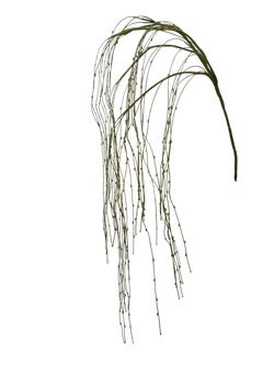 Rama 120cm color verde opaco