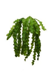 Hoja 49cm color verde