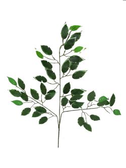 Rama hoja xxcm