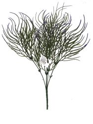 Rama hoja 40cm color verde/purpura