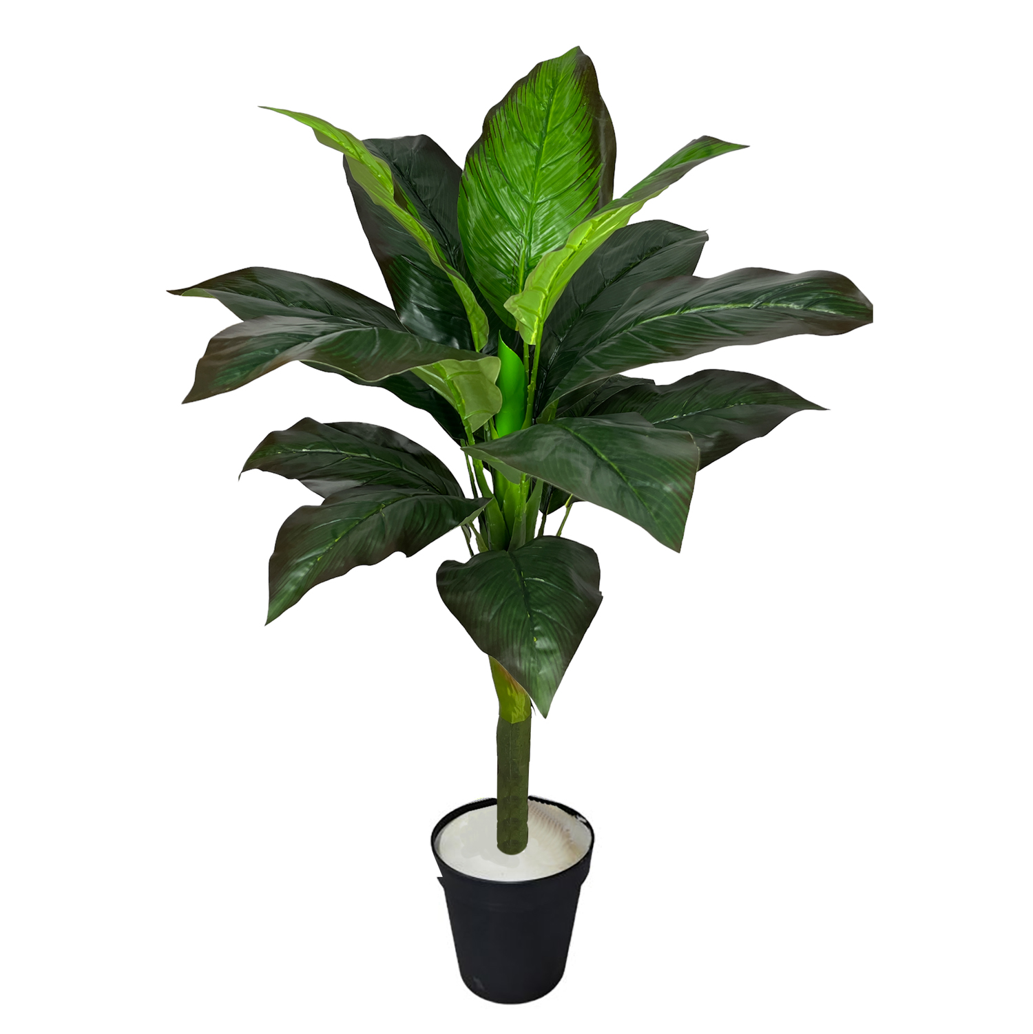 Planta 1M borde oscuro hoja platanera