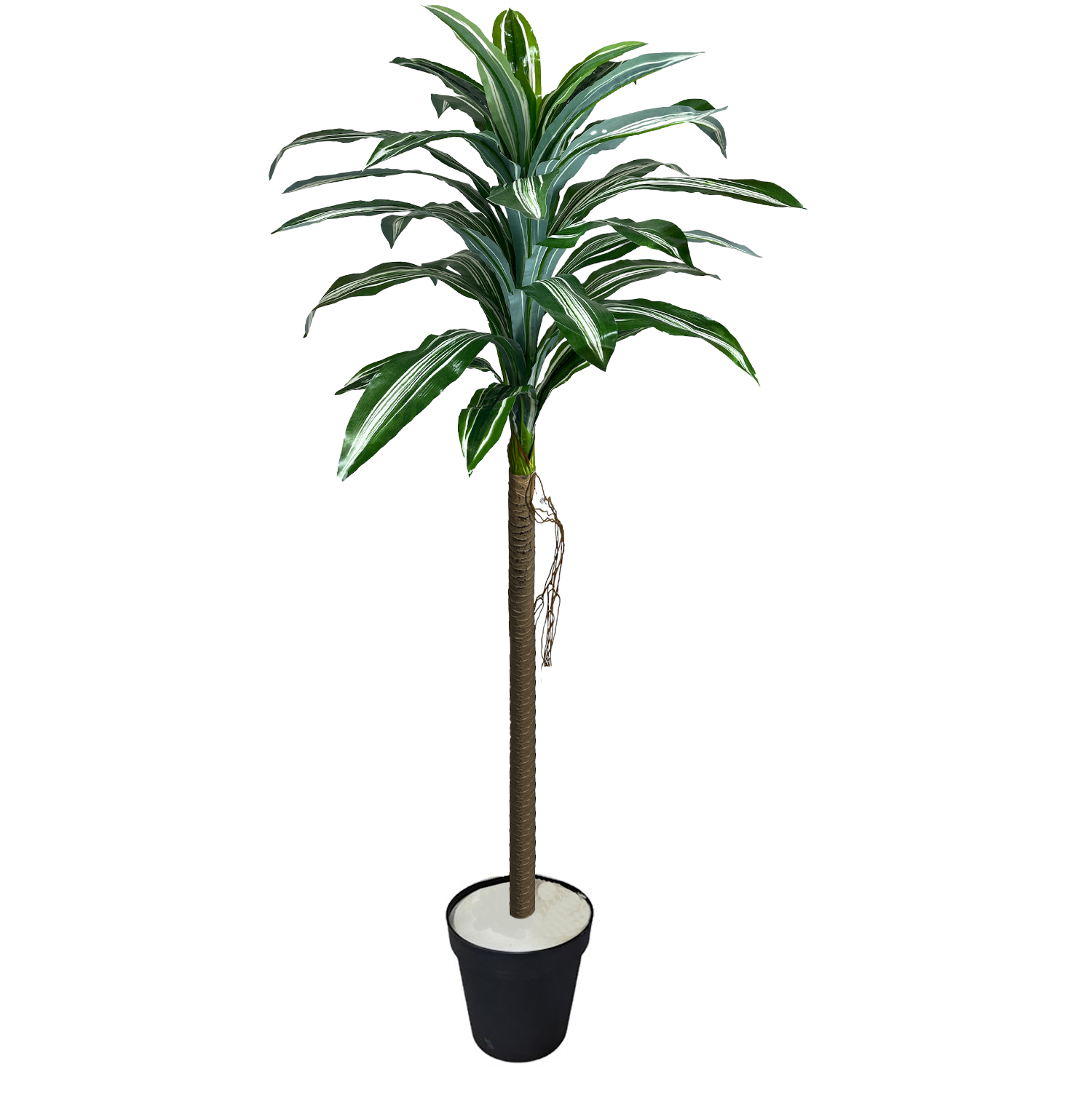 Planta 31/Baxie 1.6M