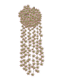 Flor colgar Rosa