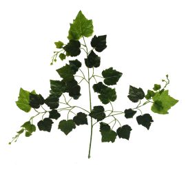 Rama Hoja 70CM REF A