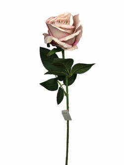 Flor Rosa 52CM Champan