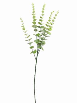 Rama eucalipto verde