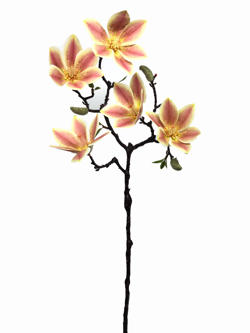 Flor largo Champan