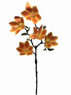 Flor largo Naranja