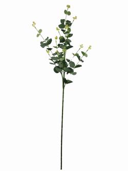 Rama eucalipto verde oscuro
