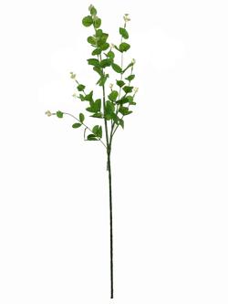 Rama eucalipto verde