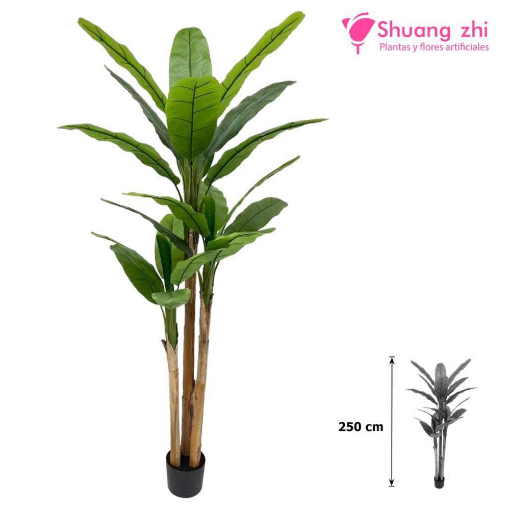 Platanera Planta Bananera 3 troncos 250CM