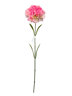 Flor larga 60CM CLAVEL Color Fucsia