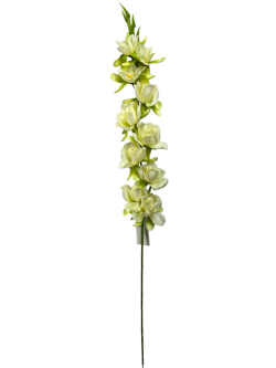For larga 76CM JACINTO/HIACINTO Color Beige