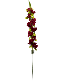 For larga 76CM JACINTO/HIACINTO Color Rojo
