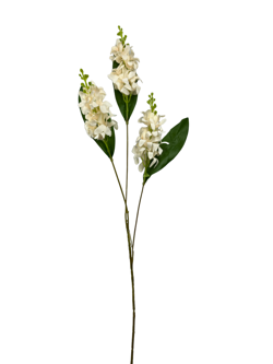 For larga 78CM JACINTO/HIACINTO Color Beige