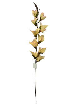 Flor larga XXCM GLADIOLO Color Salmon