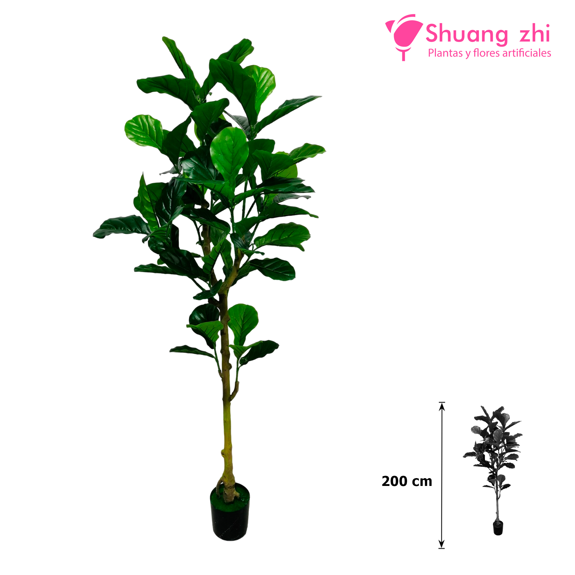Planta Ficus Lyrata Hoja Calidad 200CM Ref: 738